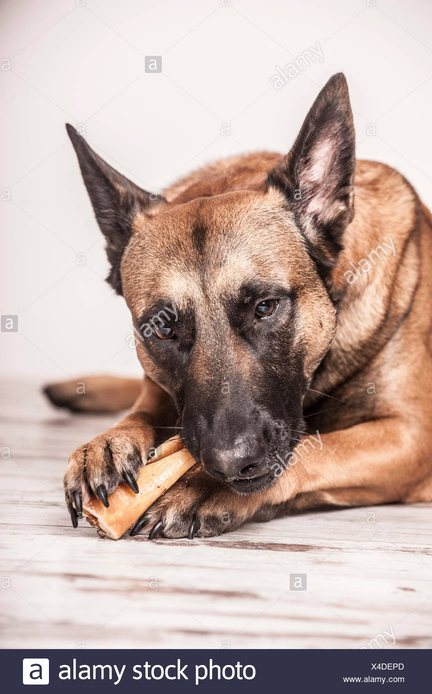 belgian malinois chewing