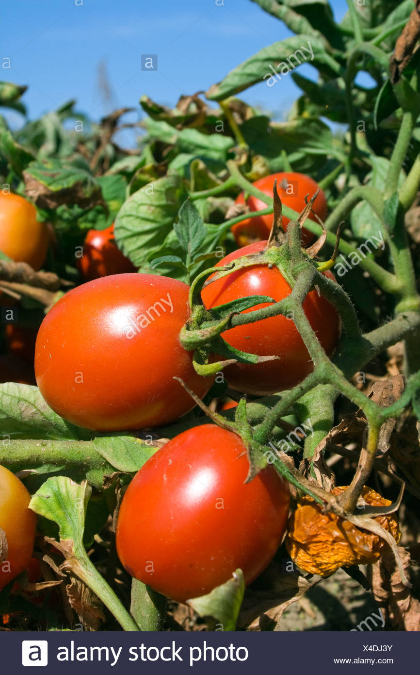 Tomato Field High Resolution Stock Photography and Images Alamy