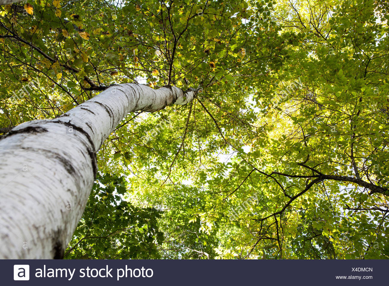 Birch Trees Stock Photos & Birch Trees Stock Images Alamy