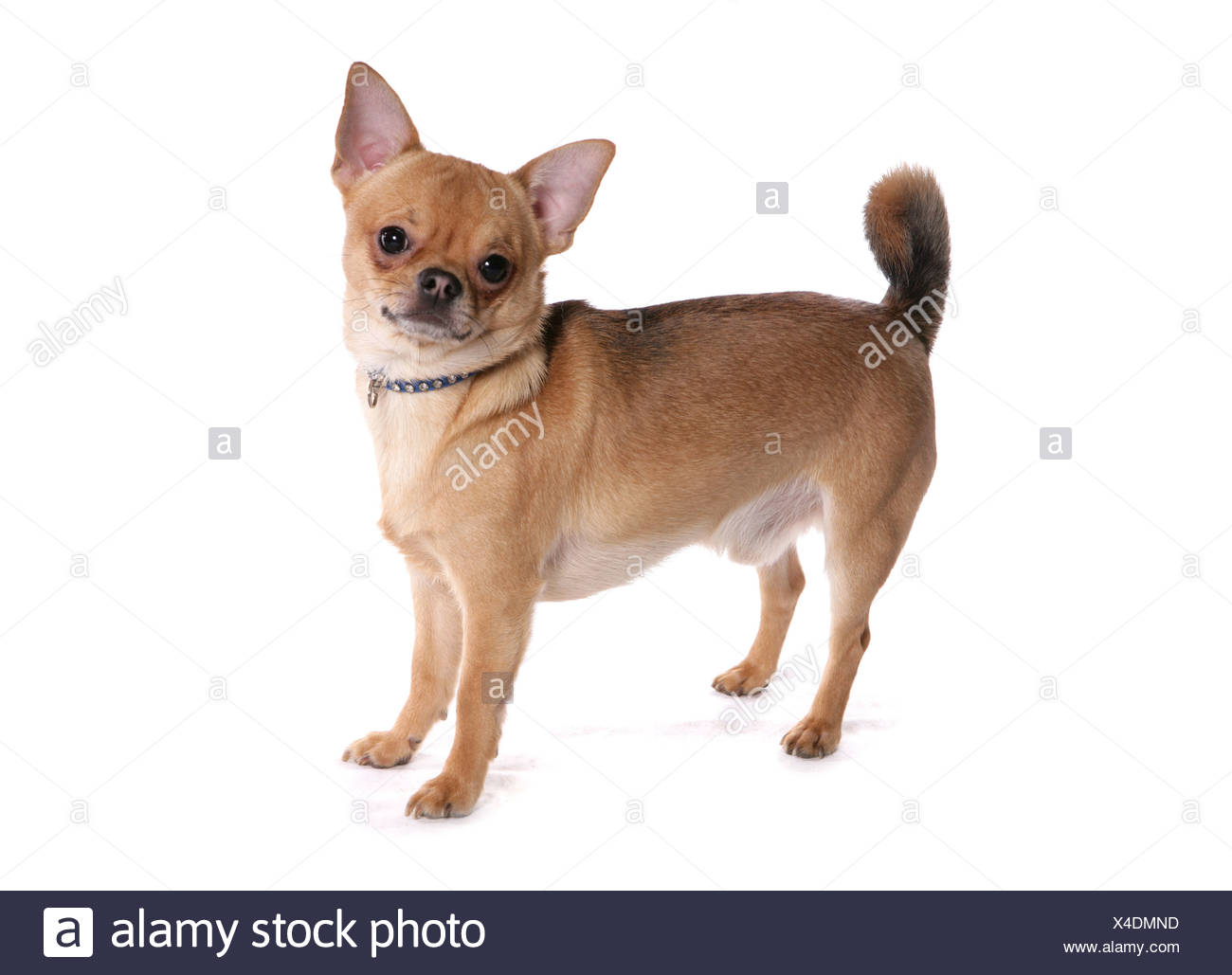 Short Haired Dogs Breeds Cut Out Stock Images Pictures Alamy