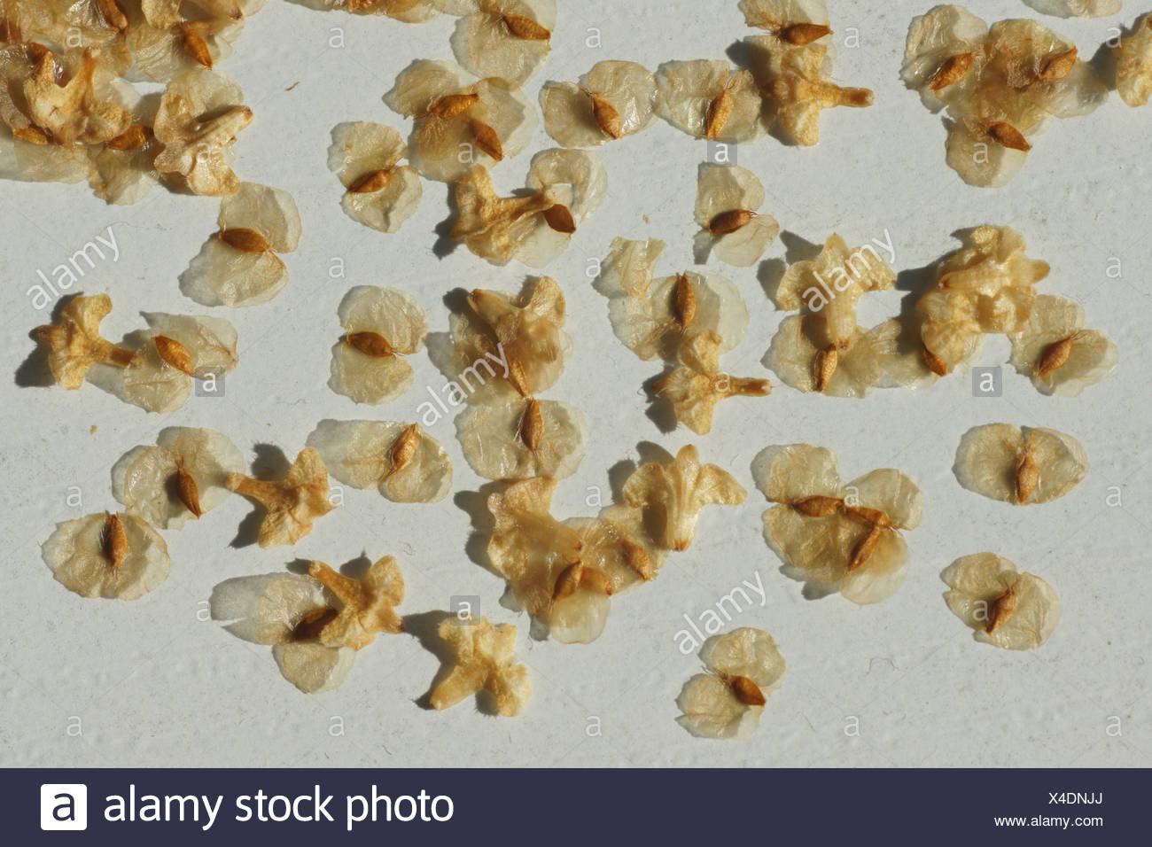 Silver Birch Seeds High Resolution Stock Photography and Images - Alamy