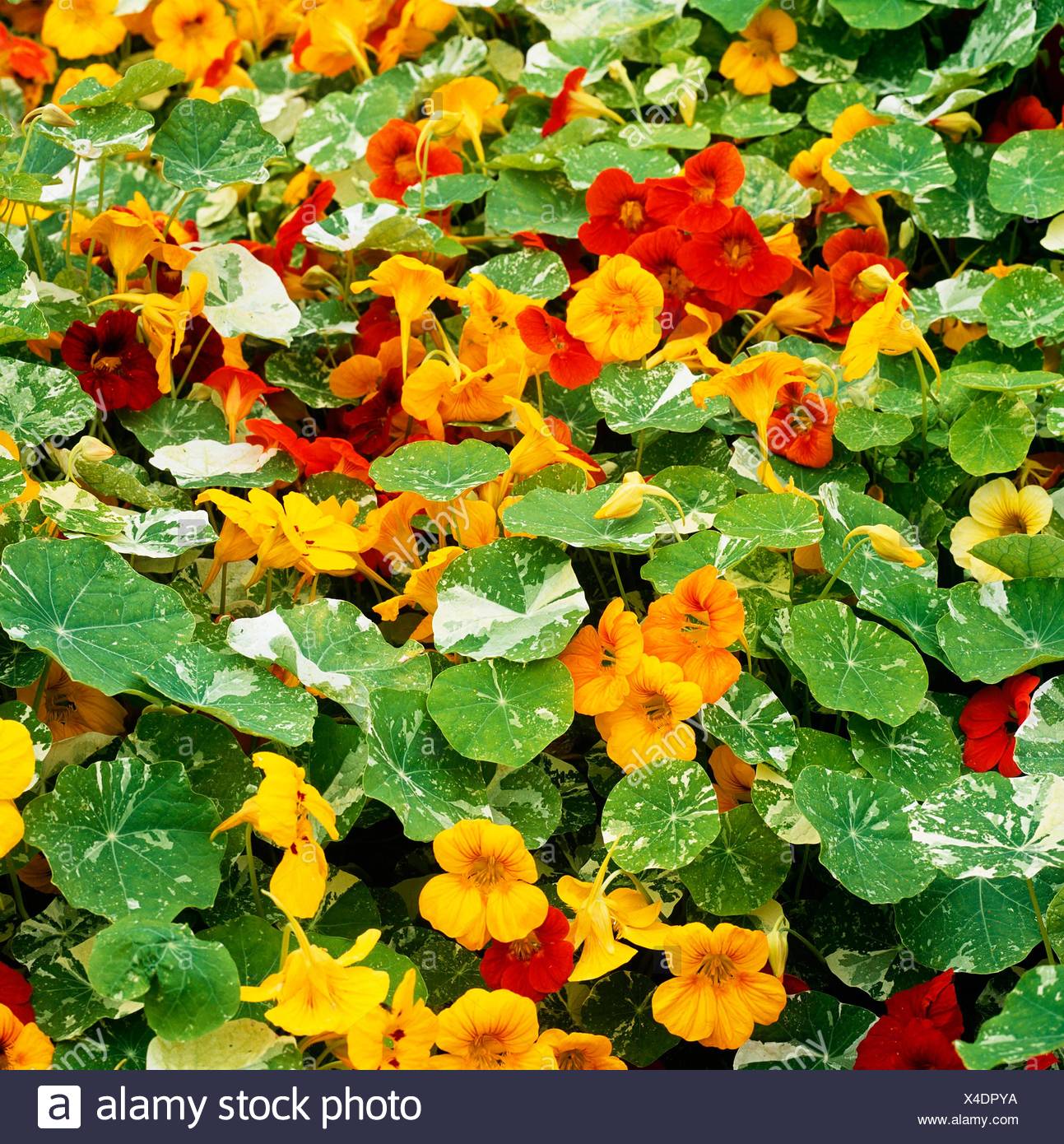 Nasturtium Alaska High Resolution Stock Photography and Images Alamy