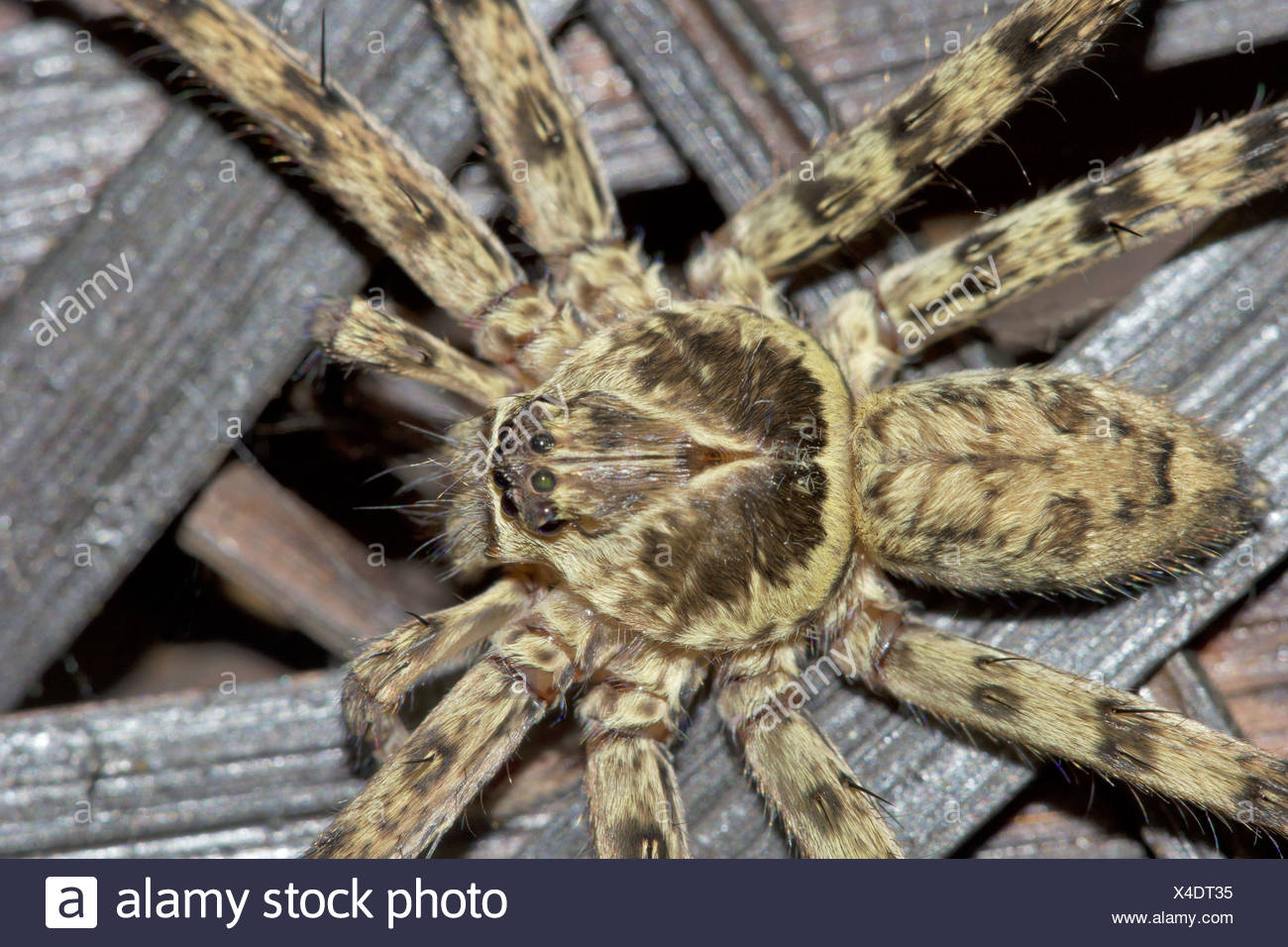 Sparassidae Spider Stock Photos & Sparassidae Spider Stock Images - Alamy