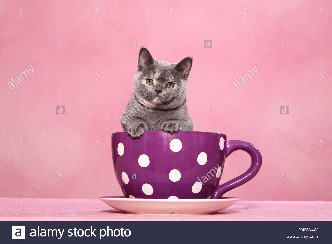 British Shorthair Kitten Stock Photo 278129625 Alamy