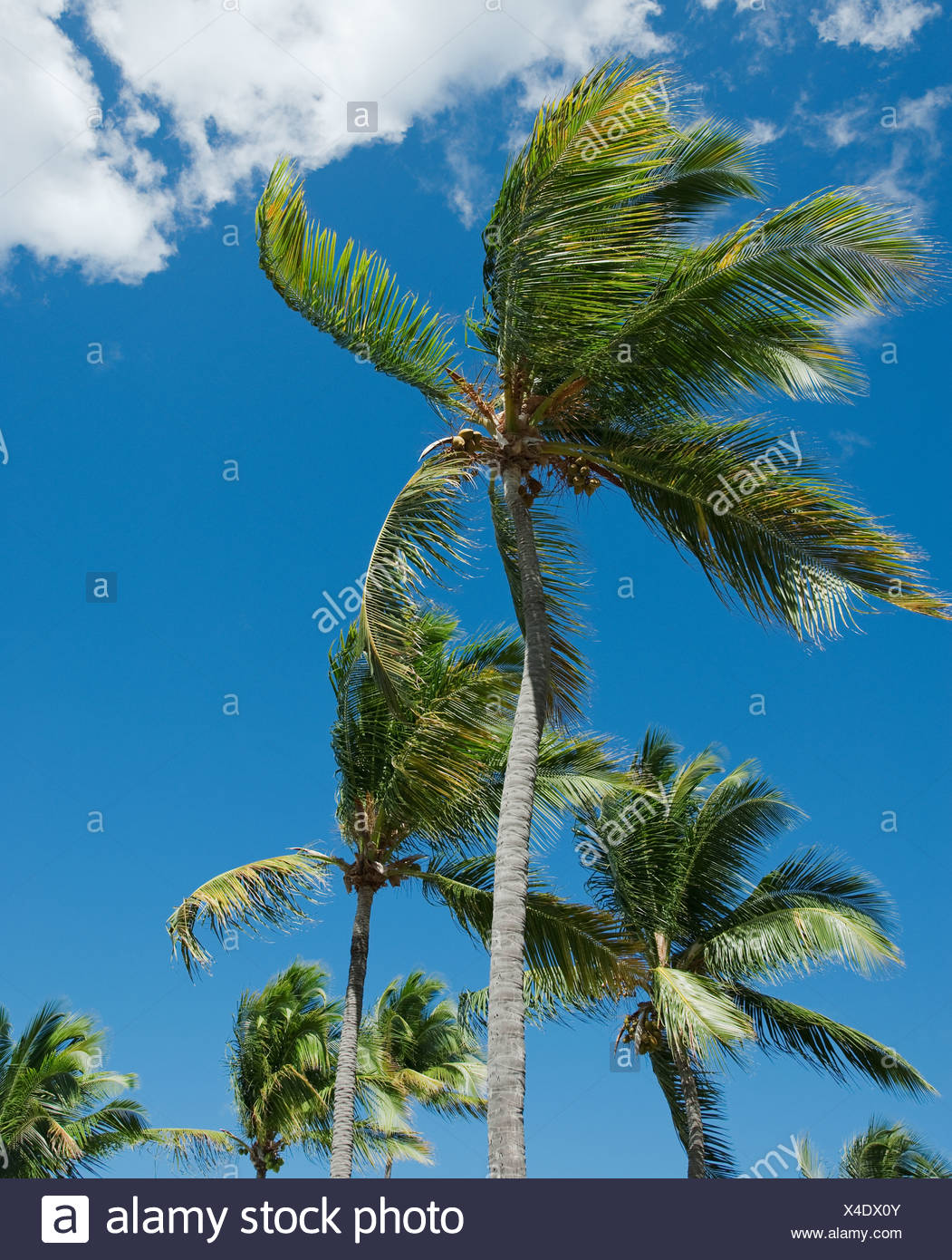 Trees Blowing Wind Stock Photos & Trees Blowing Wind Stock Images Alamy