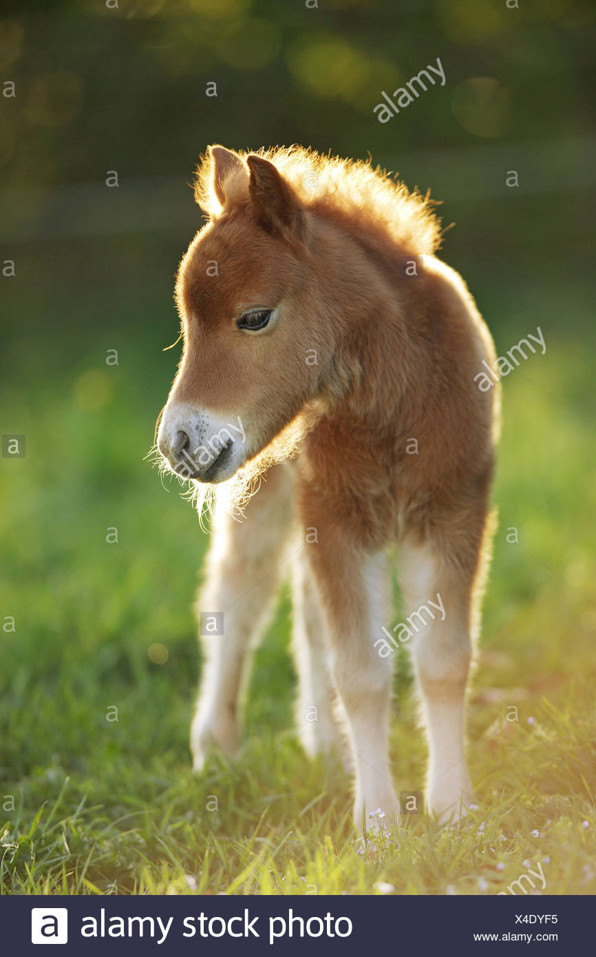 Shetland Pony Foal Standing On High Resolution Stock Photography And Images Alamy