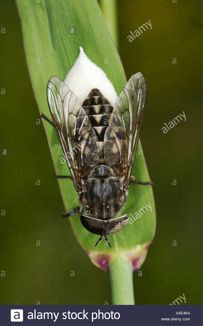 Horsefly Tabanus Sudeticus To Lay Eggs Stock Photo Alamy