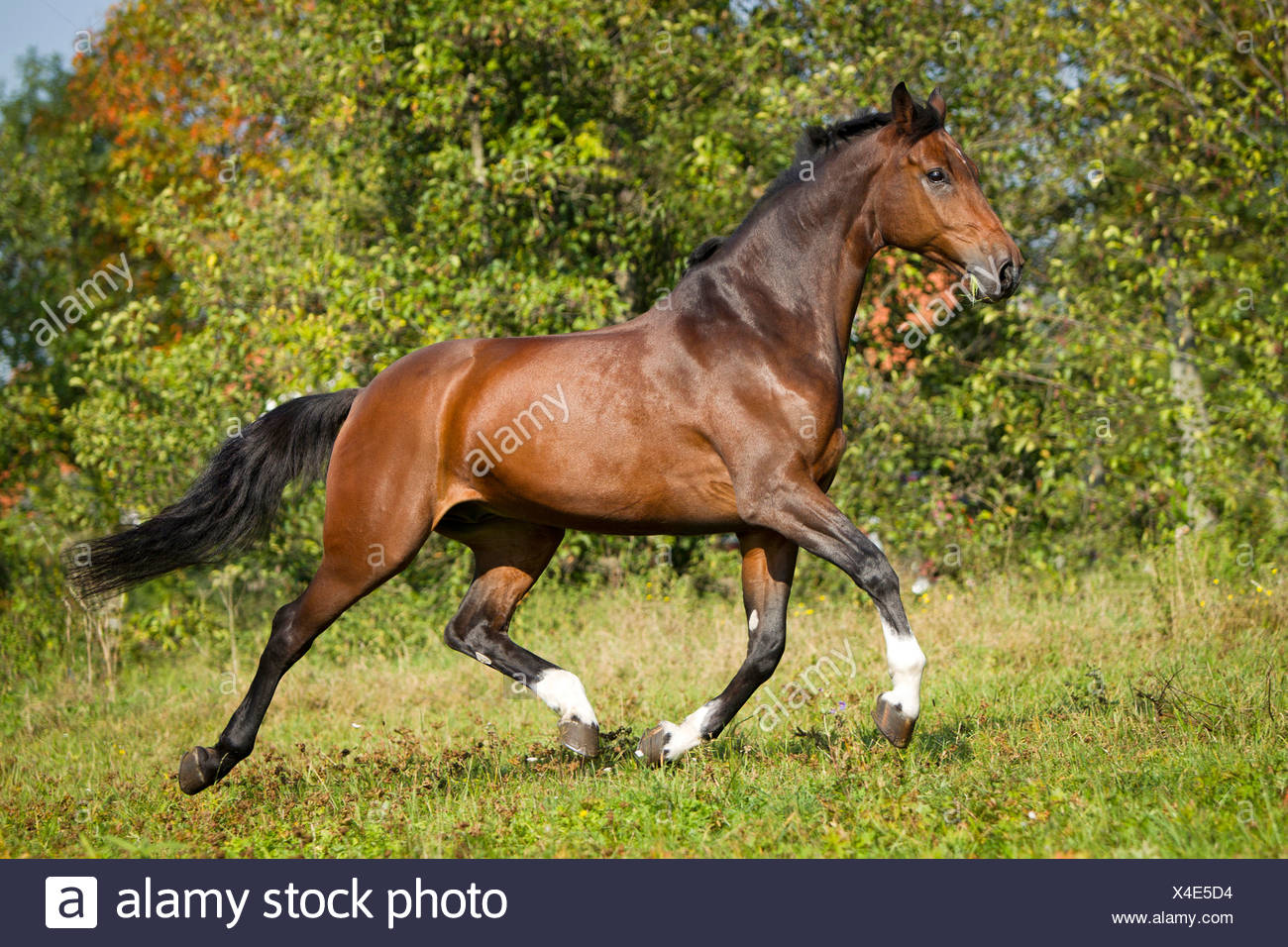 Trot High Resolution Stock Photography and Images Alamy