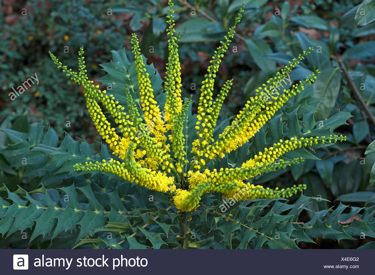 In Praise Of Mahonia