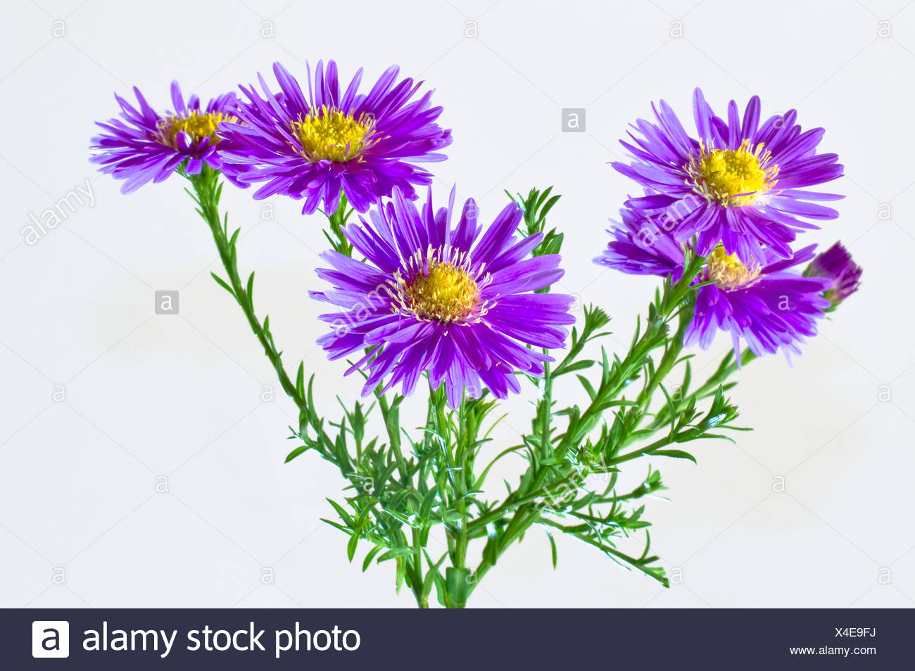 bloom and blossom