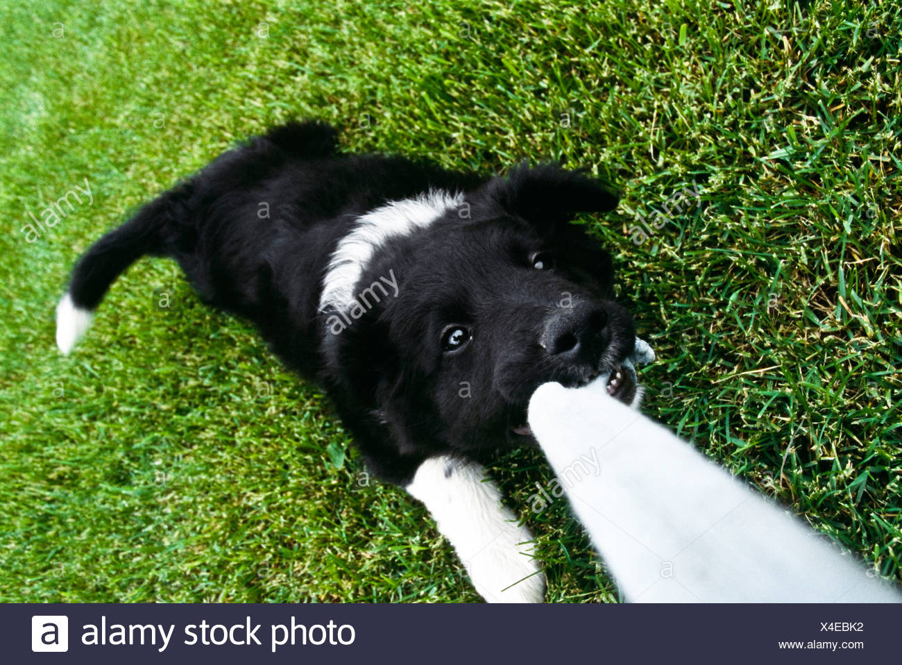 puppies playing tug of war