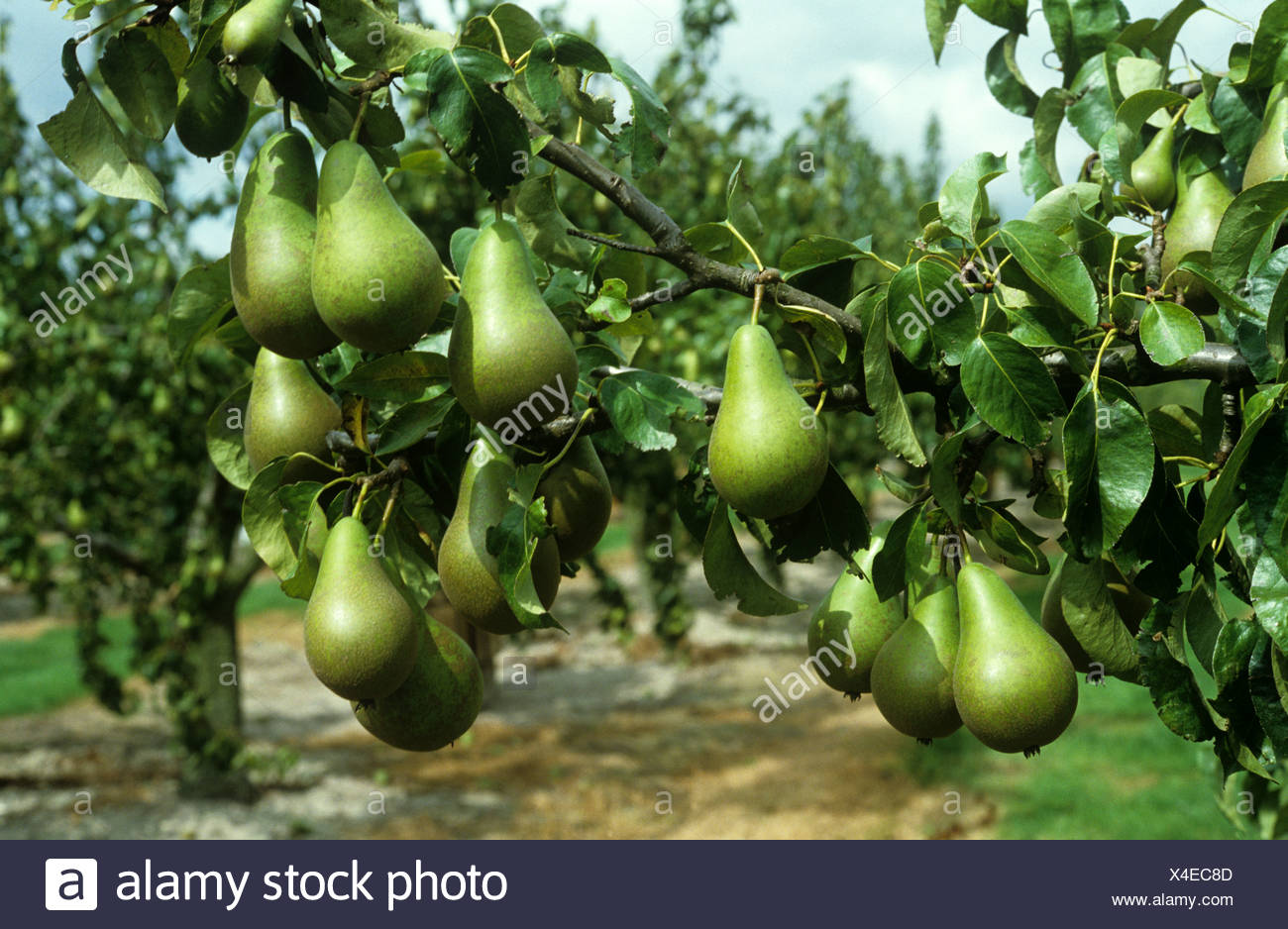 Conference Pear Tree Stock Photos & Conference Pear Tree Stock Images