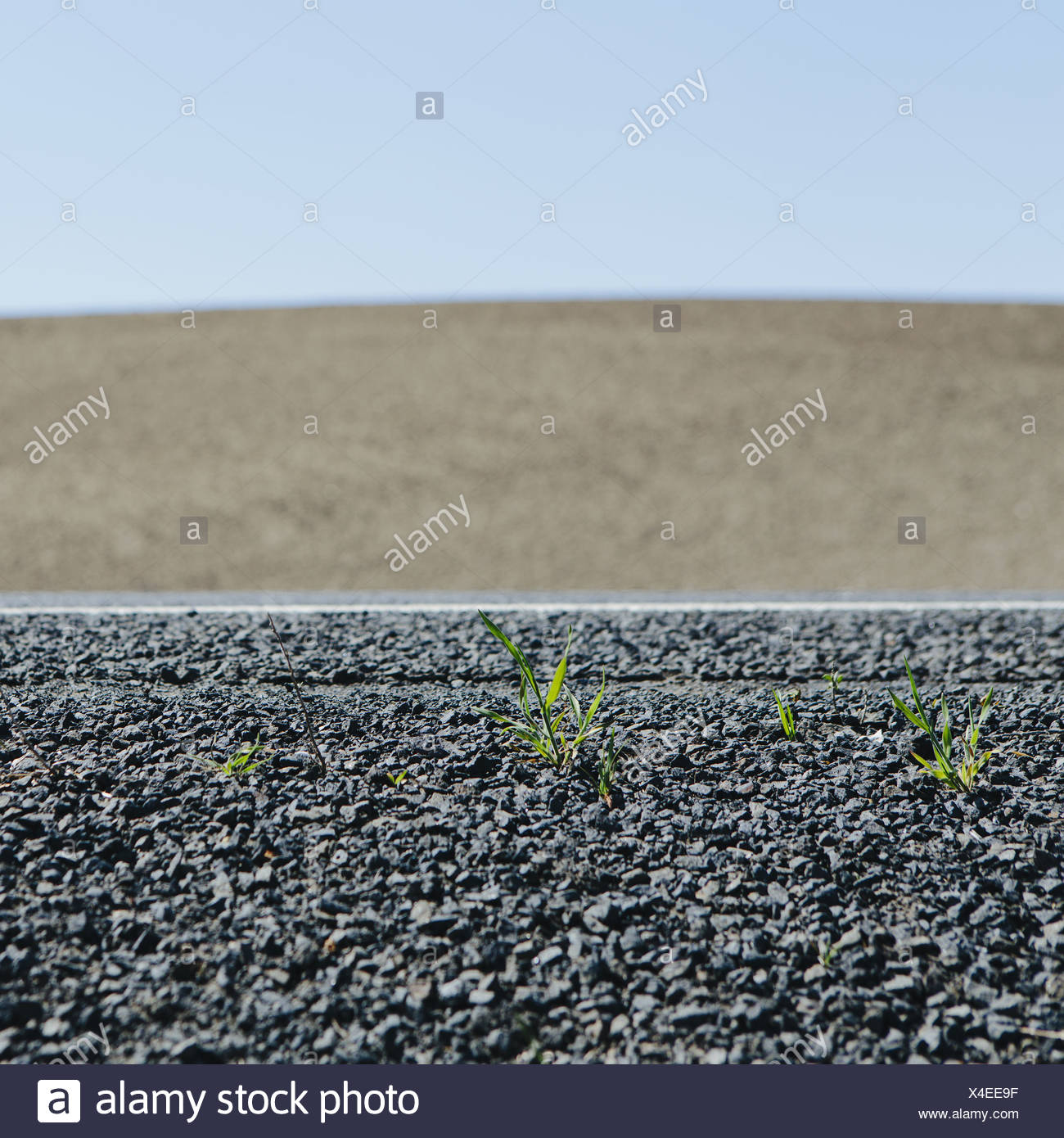 Roadside Weeds High Resolution Stock Photography and Images - Alamy