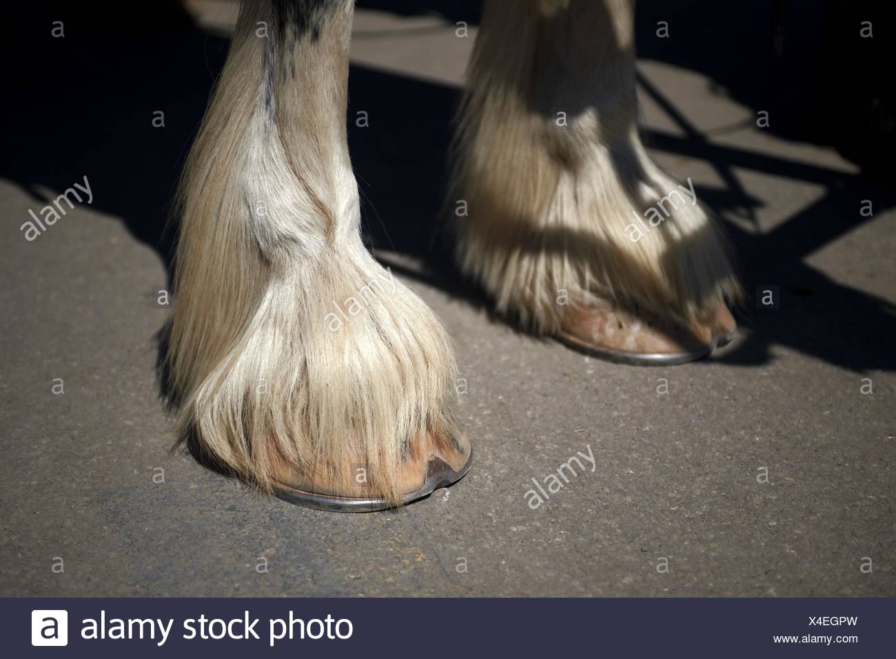 Clydesdale Horse Hoof Stock Photos & Clydesdale Horse Hoof Stock Images