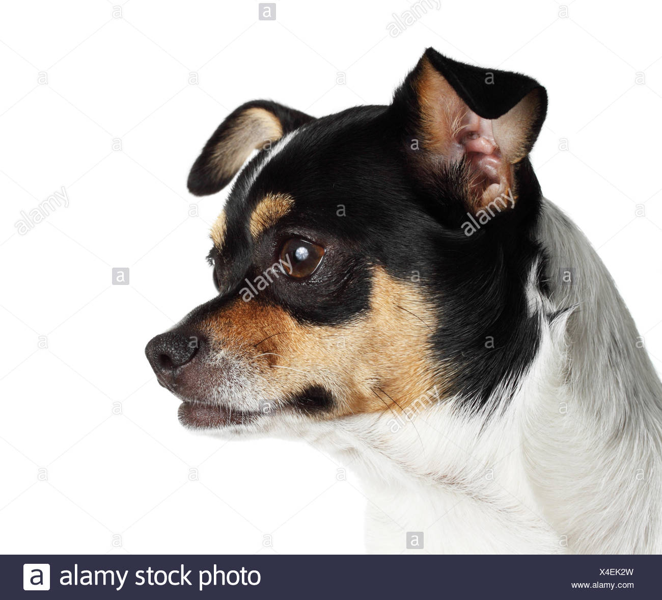 Chiwawa Dog Stock Photos & Chiwawa Dog Stock Images - Alamy