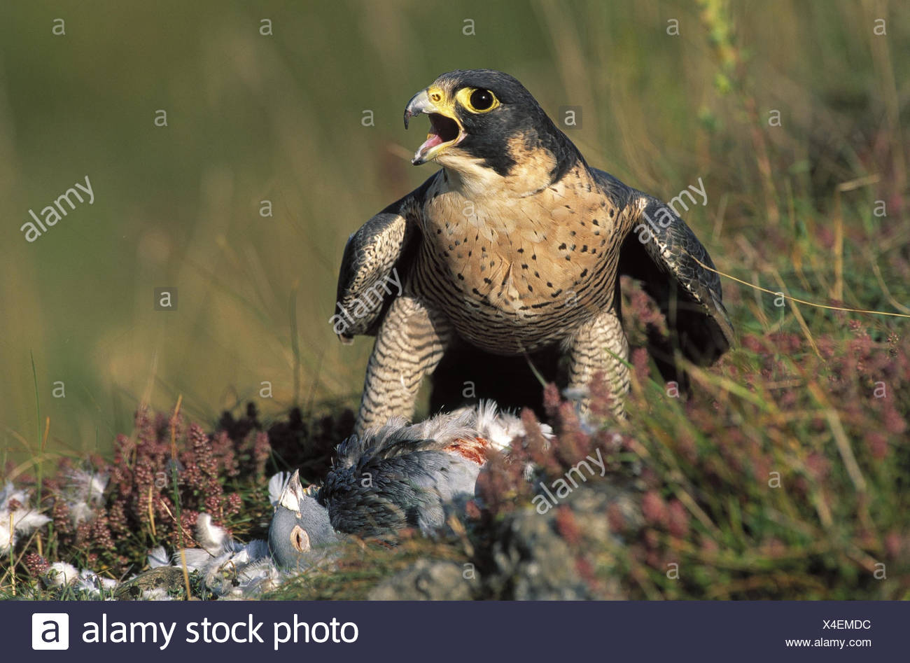 Peregrine Falcon Falco Peregrinus Prey Pigeon Eat