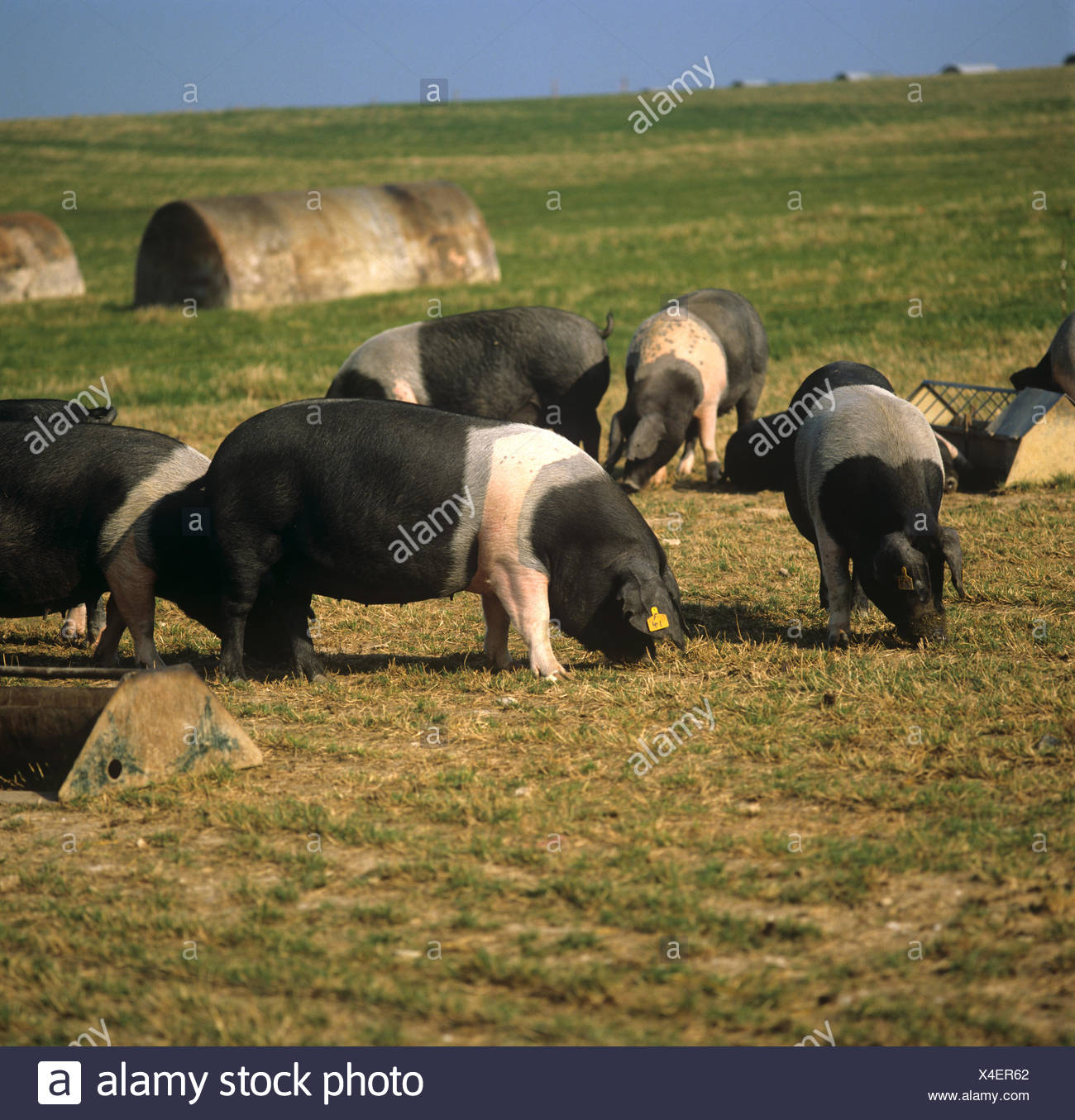 British Saddleback Pigs In Outdoor Runs With Pig Arks And Feeders