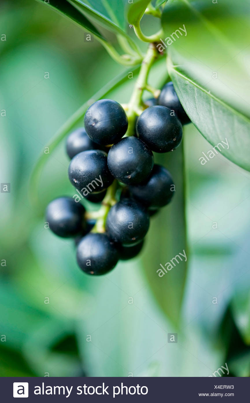 Laurel Berries High Resolution Stock Photography and Images Alamy