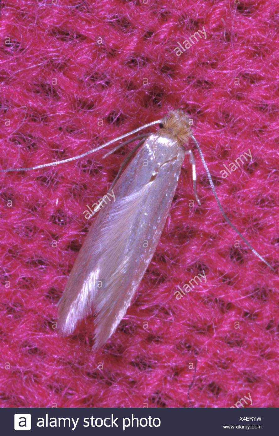 Clothes Moth High Resolution Stock Photography and Images Alamy