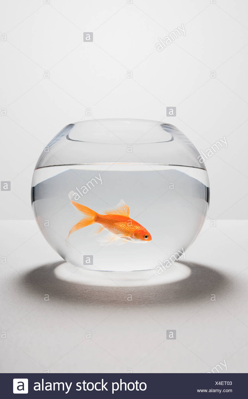 Goldfish In Bowl High Resolution Stock Photography and Images Alamy