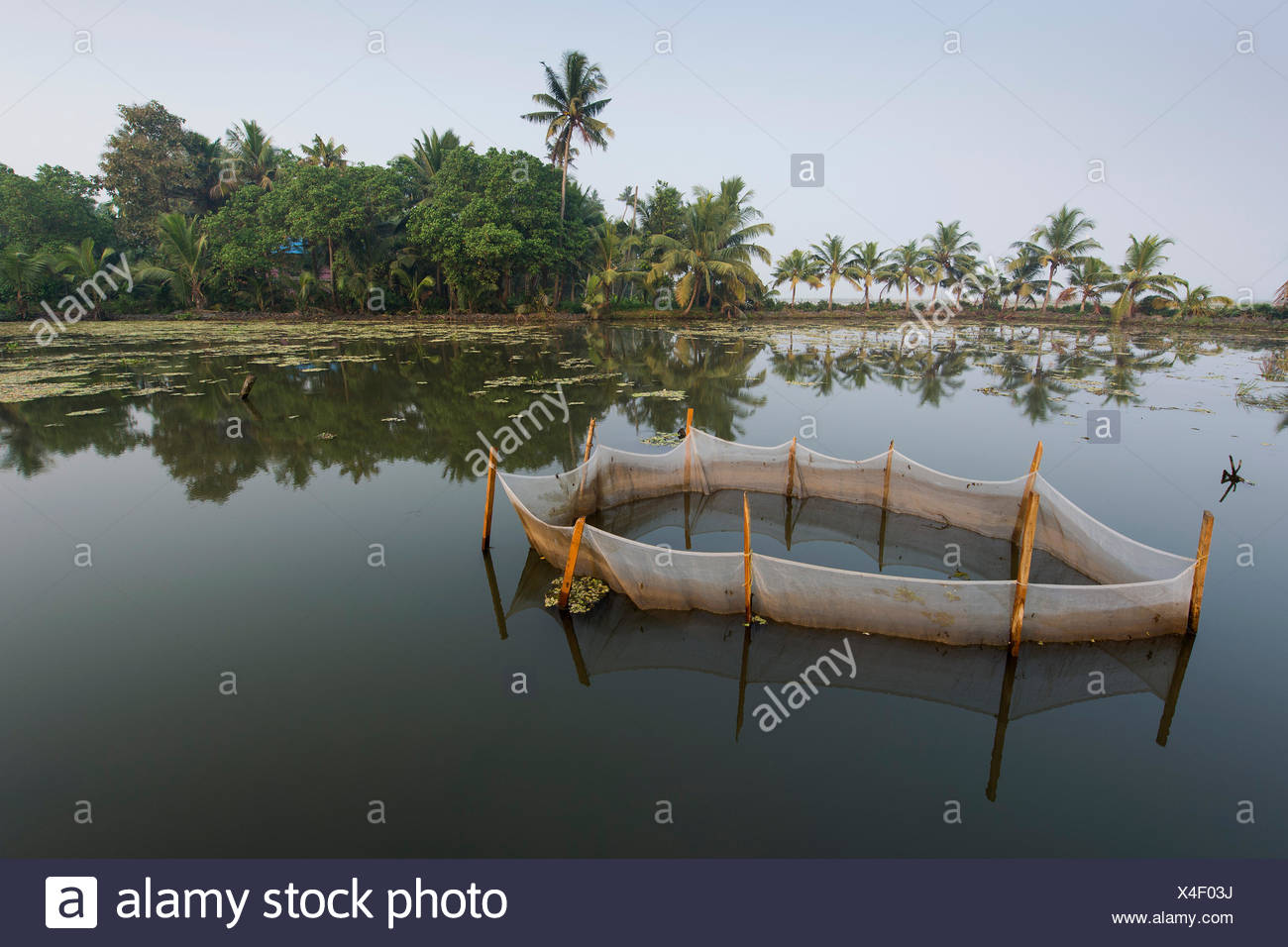 Shrimp Farming High Resolution Stock Photography and Images Alamy