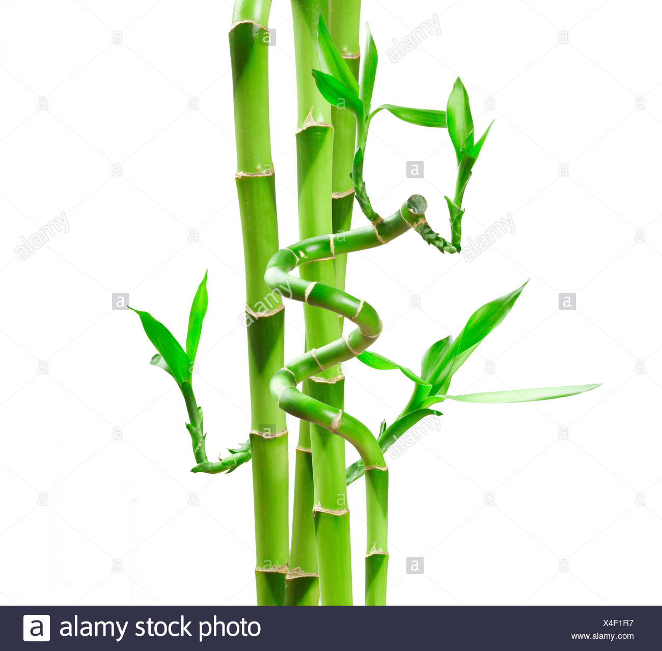 Chinese Bamboo Shoots High Resolution Stock Photography and Images Alamy