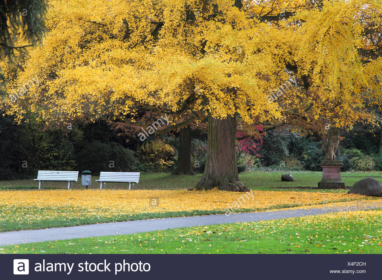 Gingkoes High Resolution Stock Photography and Images - Alamy
