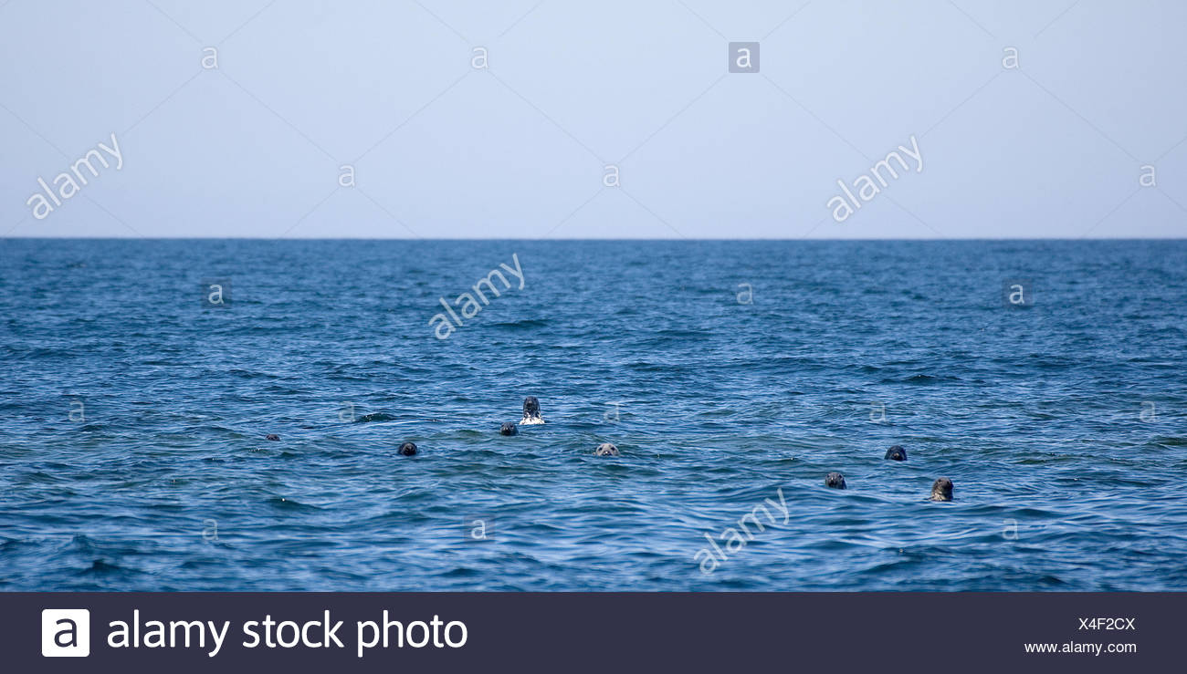 Seal Swimming In Sea Sky Animals In Wild High Resolution Stock Photography And Images Alamy