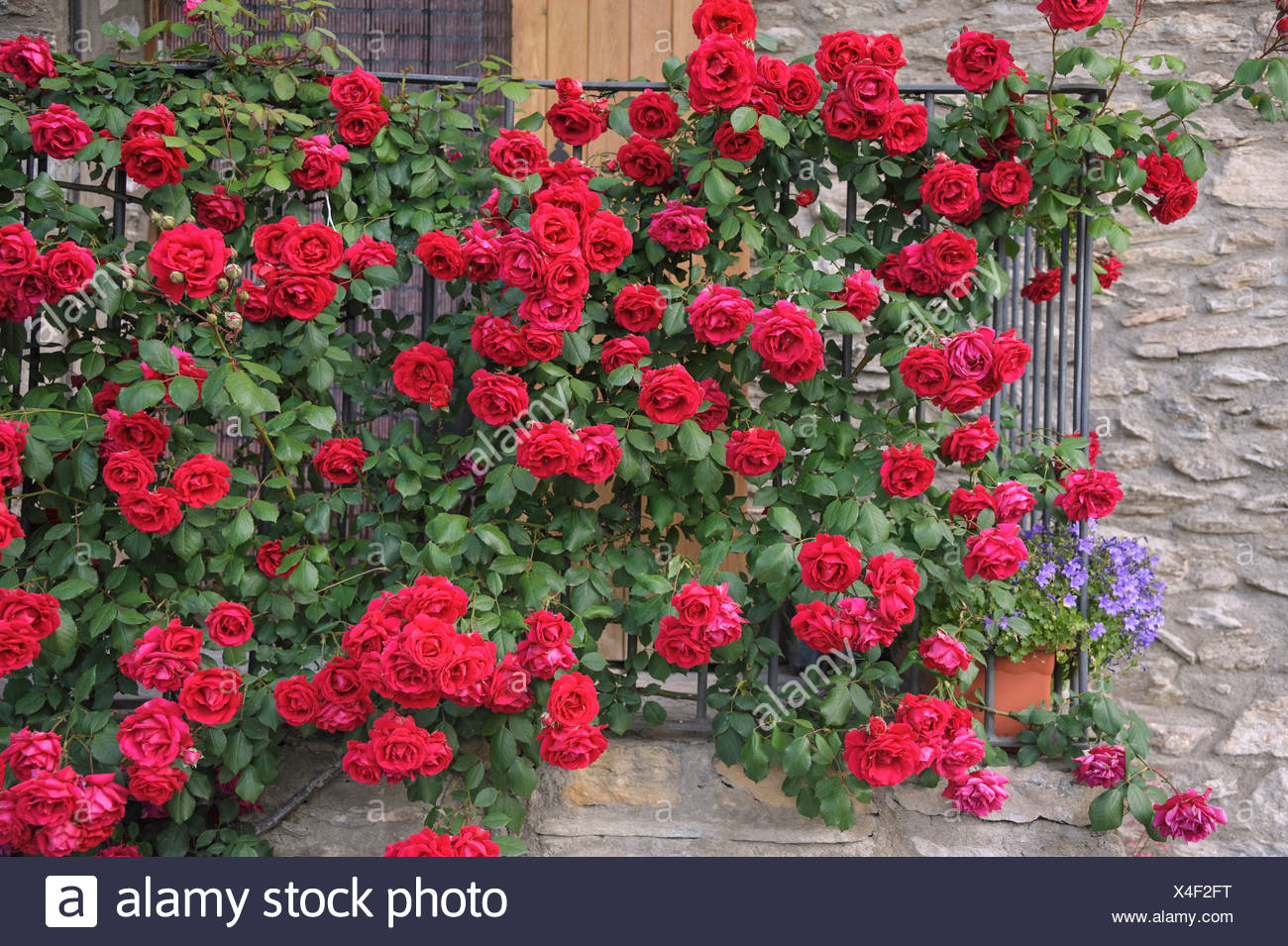 Rambler Rose High Resolution Stock Photography And Images Alamy