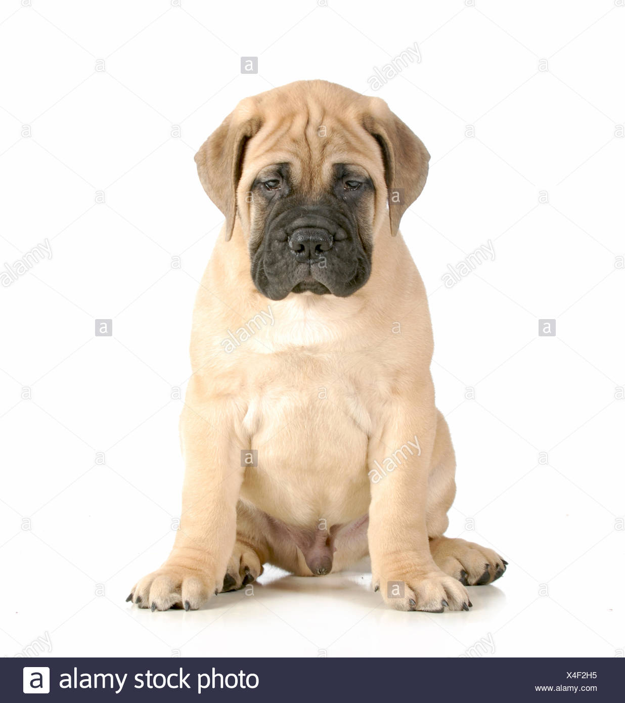 white bullmastiff puppy