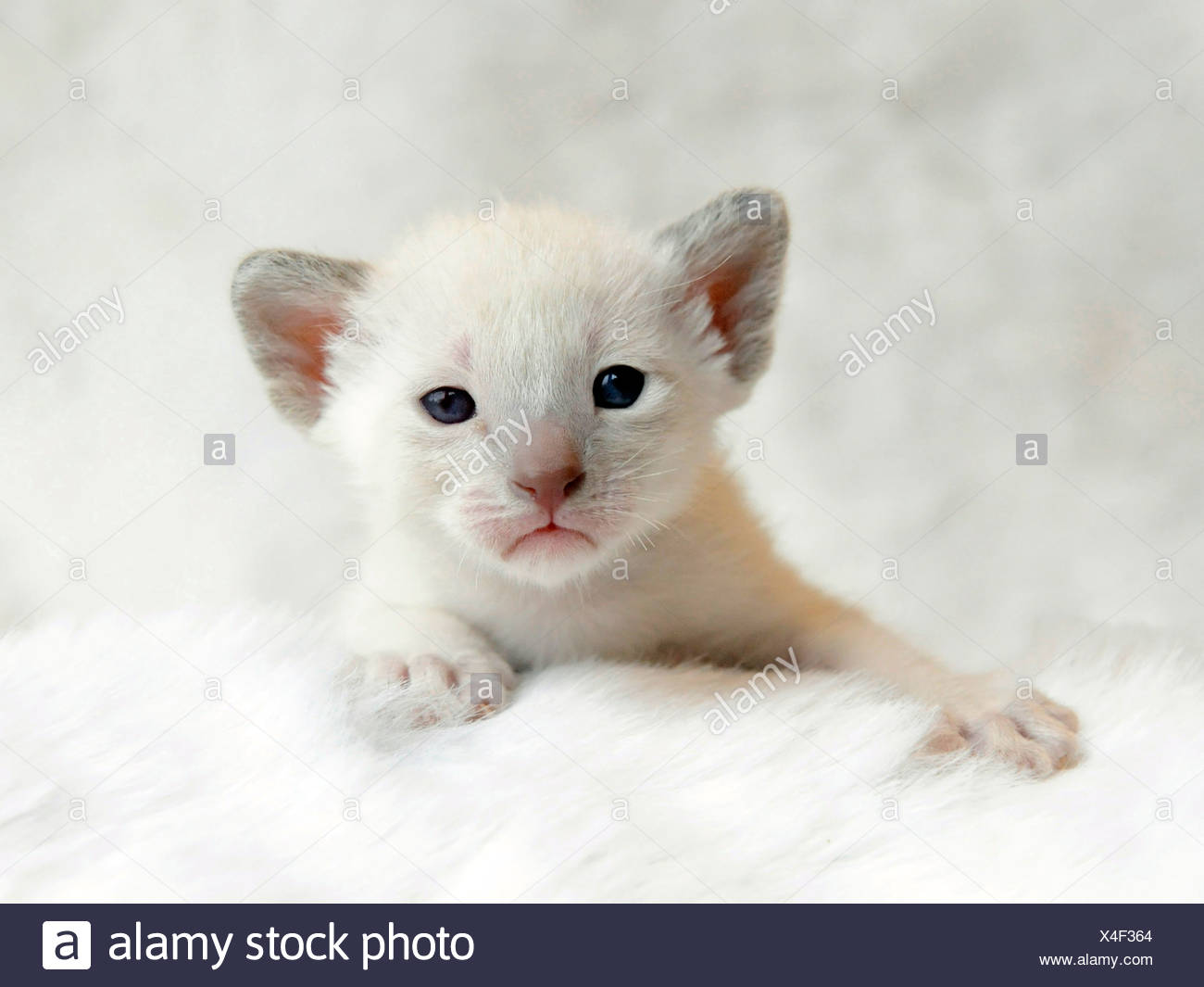 5 week old siamese kittens