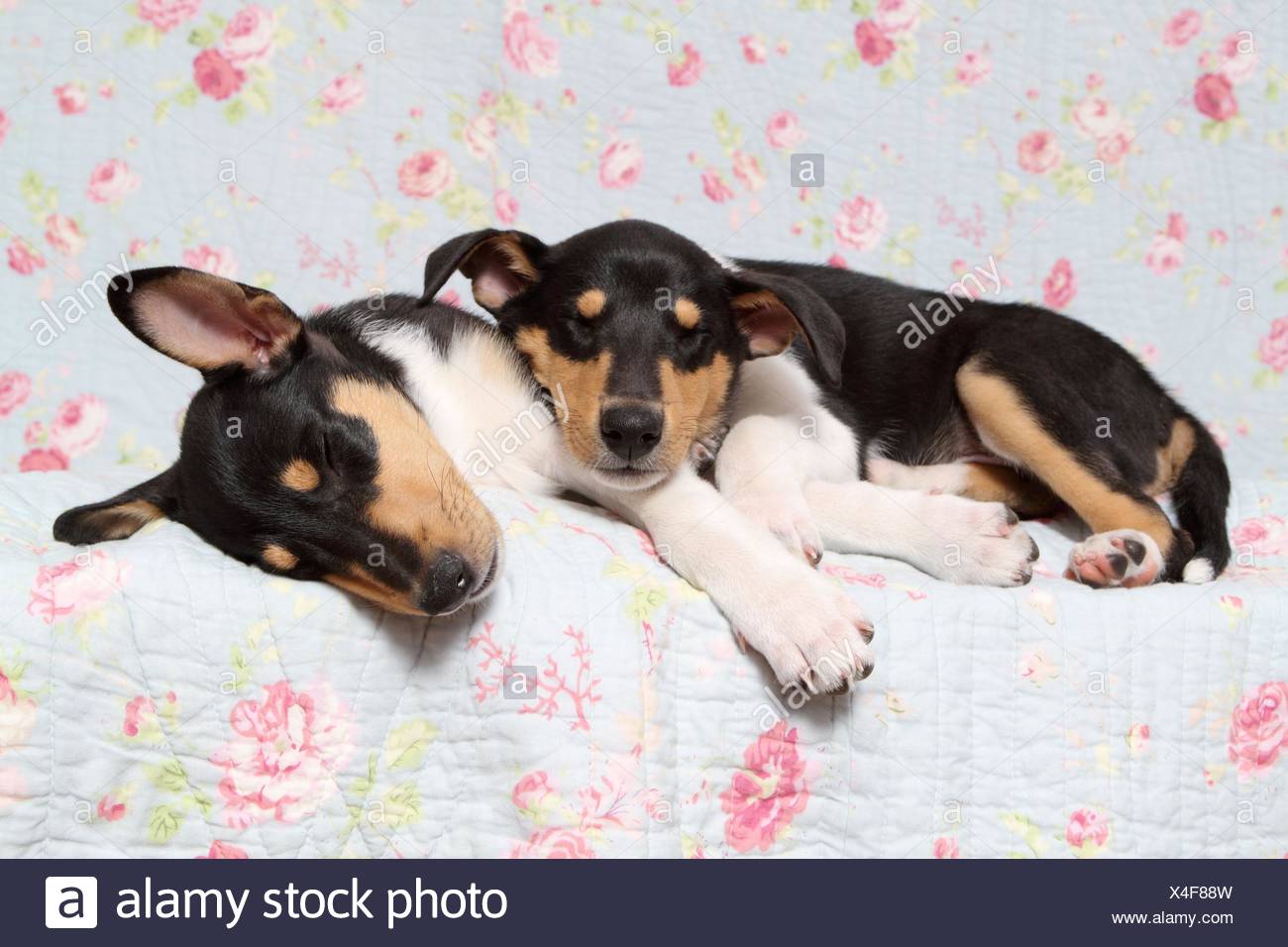 Tired Collie Stock Photos Tired Collie Stock Images Alamy