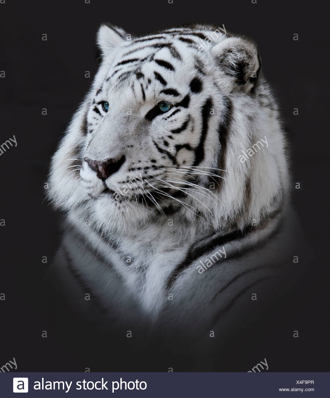 White Tiger Portrait High Resolution Stock Photography And Images Alamy