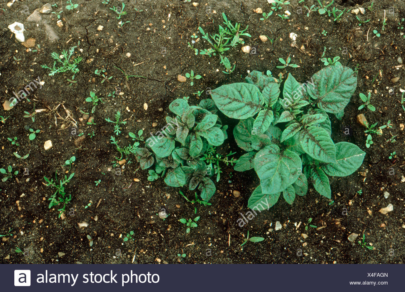 Potato Weed Stock Photos & Potato Weed Stock Images Alamy