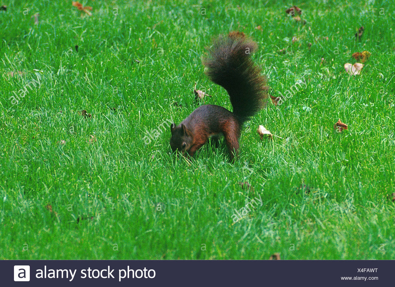 Squirrel Burying Nuts High Resolution Stock Photography and Images Alamy