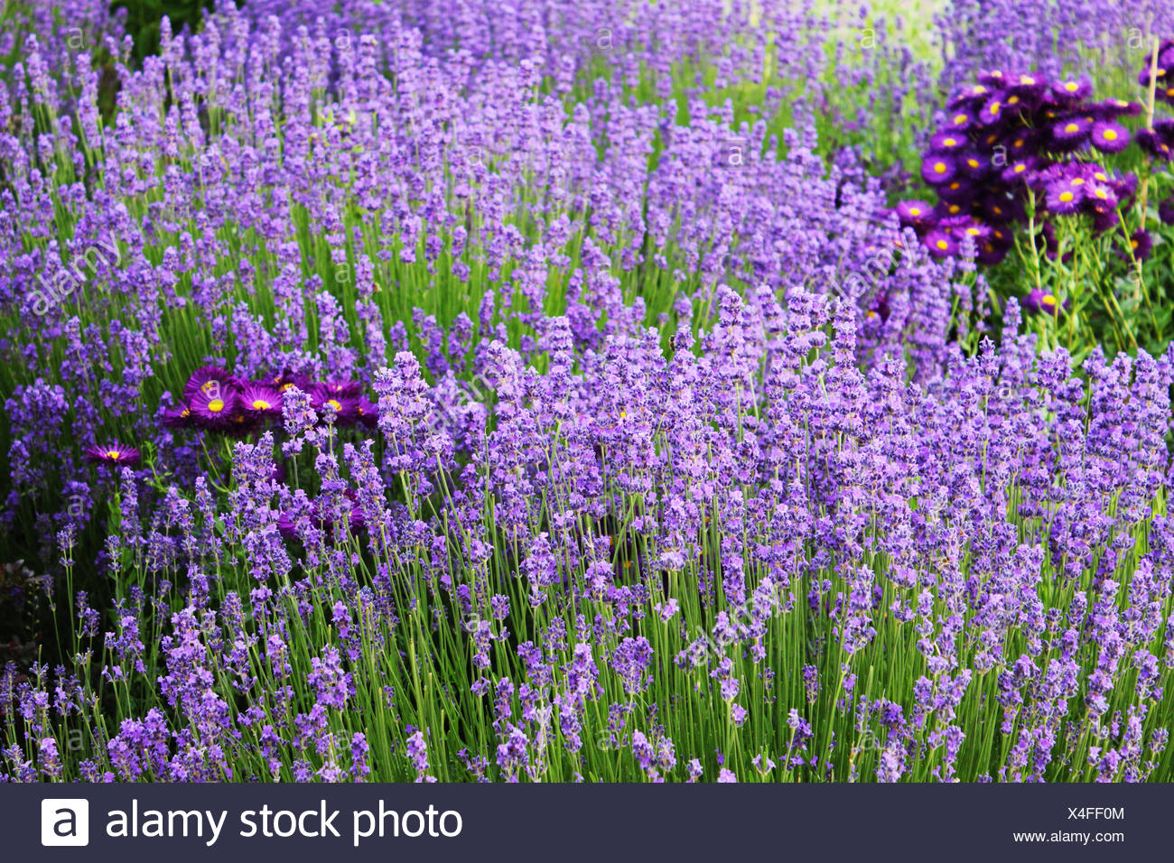 blossoms purple perfume Stock Photo