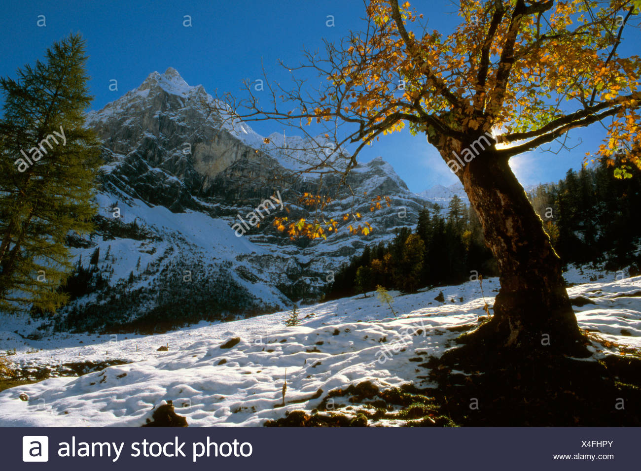 Sycamore Maple (Acer pseudoplatanus) tree, Grosser Ahornboden, Karwendel Range, Tirol, Austria Stock Photo