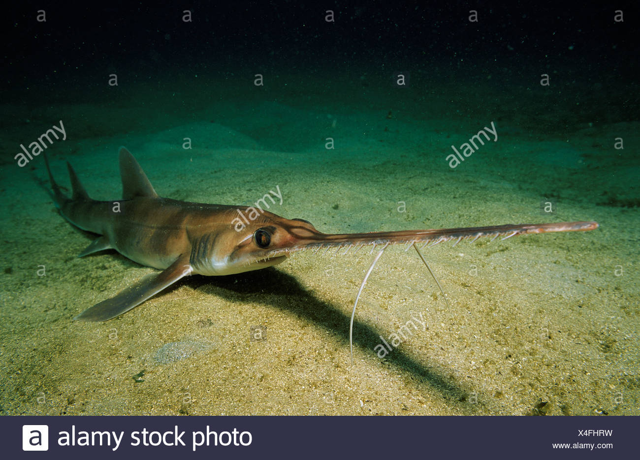 Common Sawshark Pristiophorus Cirratus High Resolution Stock