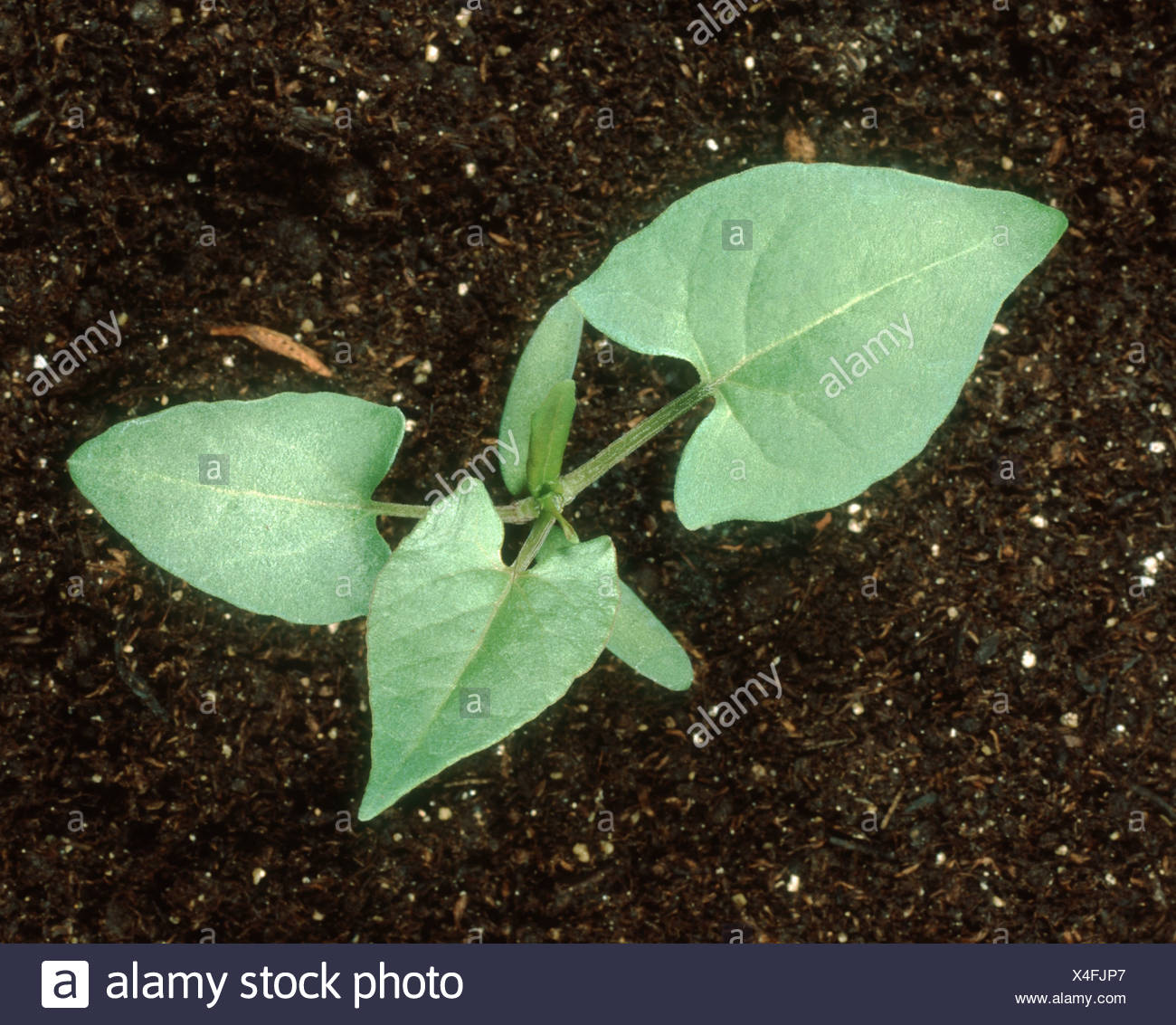 Black Bindweed High Resolution Stock Photography and Images - Alamy