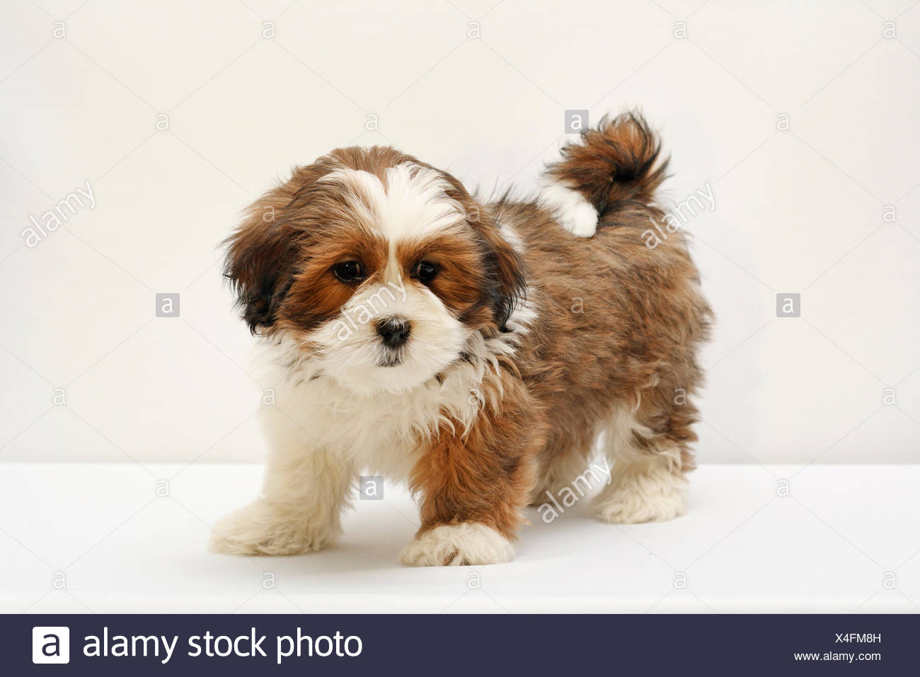 Lhasa Apso High Resolution Stock Photography And Images Alamy