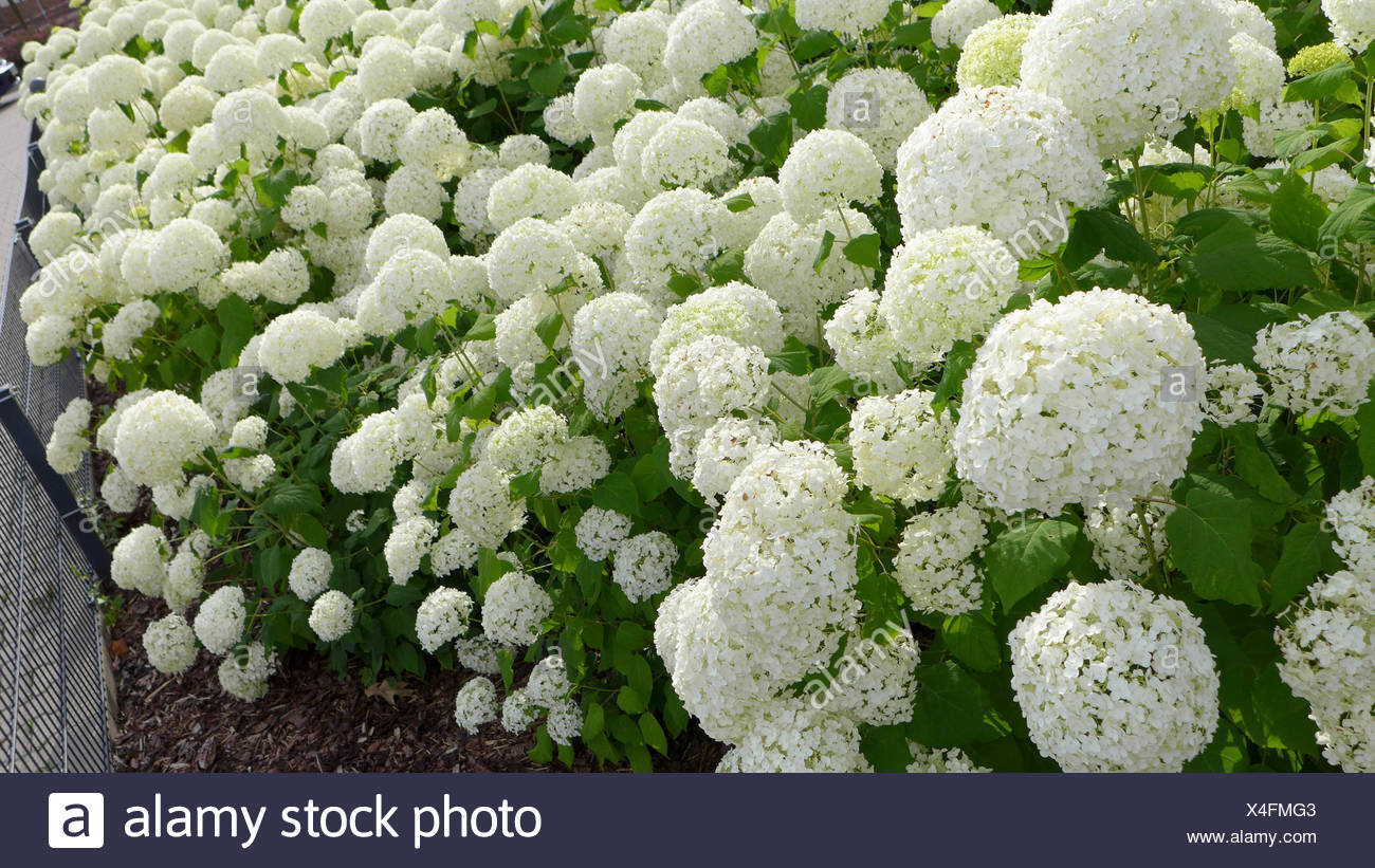 Close Up Of A Pink Hydrangea Macrophylla In Bloom Stock Photo