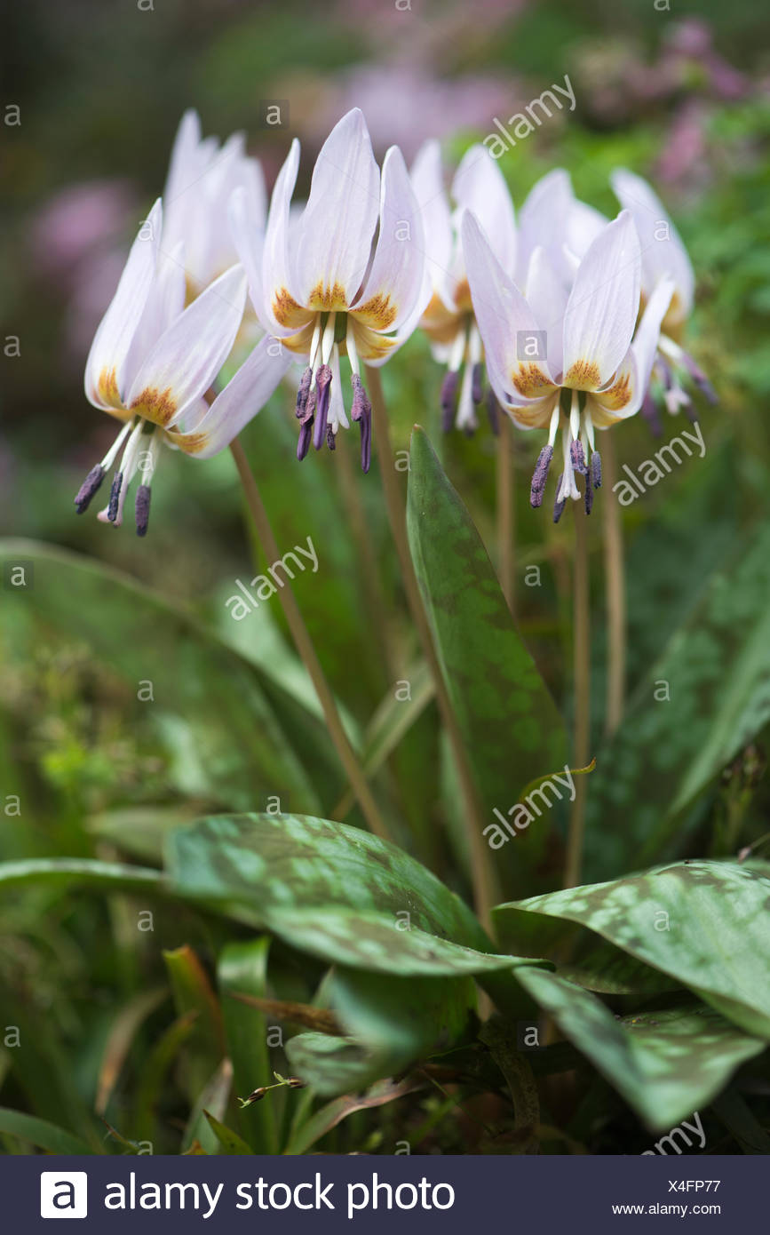Dog S Tooth Violet Erythronium Dens Canis Emsland Lower Saxony Germany Stock Photo Alamy Dog S Tooth Violet Erythronium Dens Canis Emsland Lower Saxony Germany Stock Photo Alamy