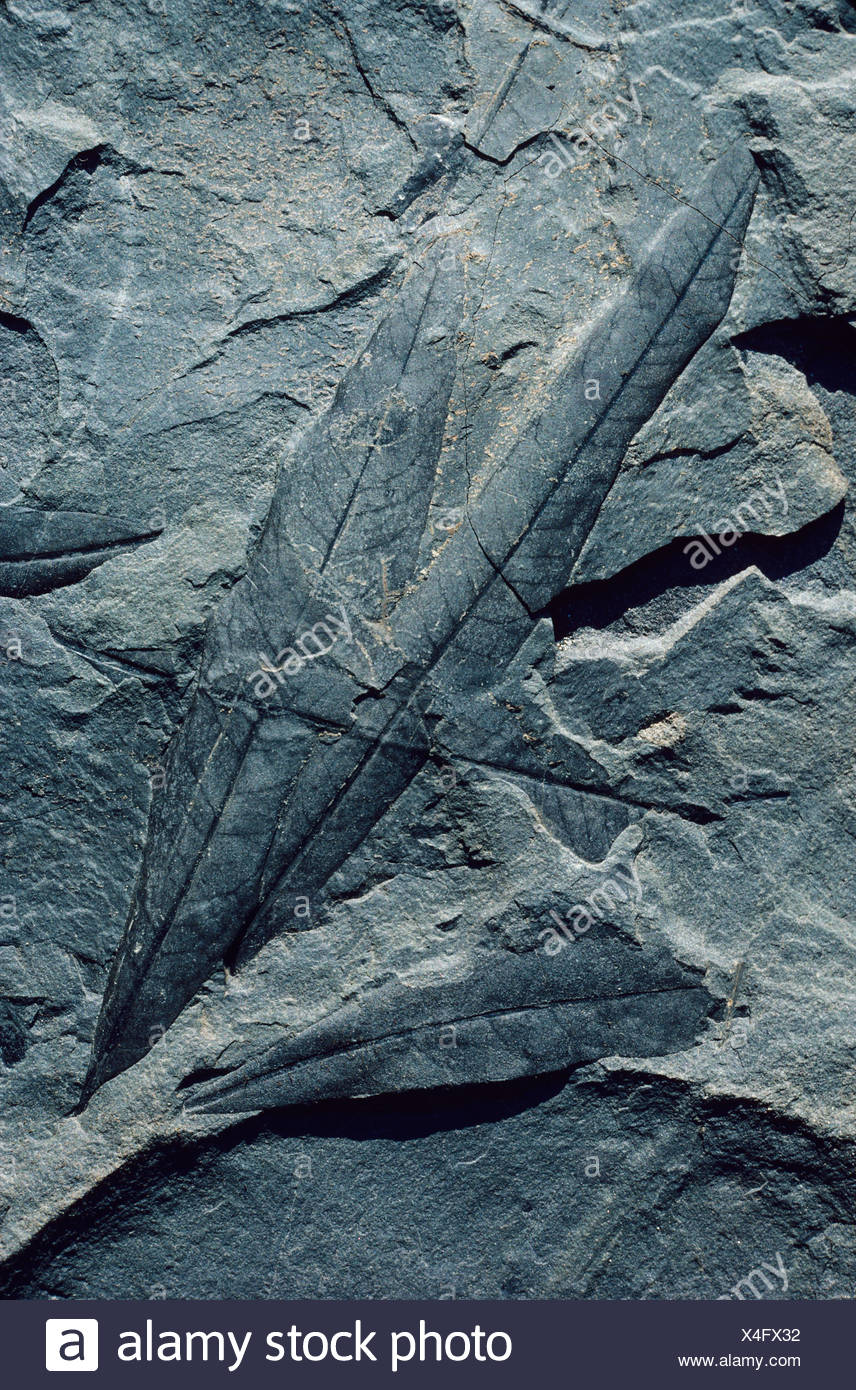 Fossils Of The Stikine Grand Canyon High Resolution Stock Photography