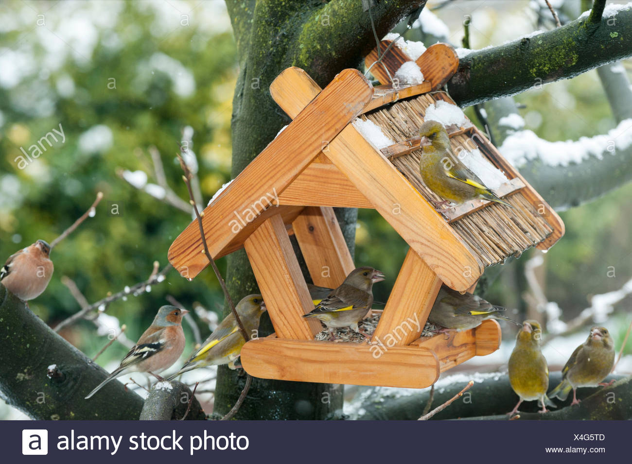 Indigenous Birds In A Bird Feeder In Winter Stock Photo 278180349