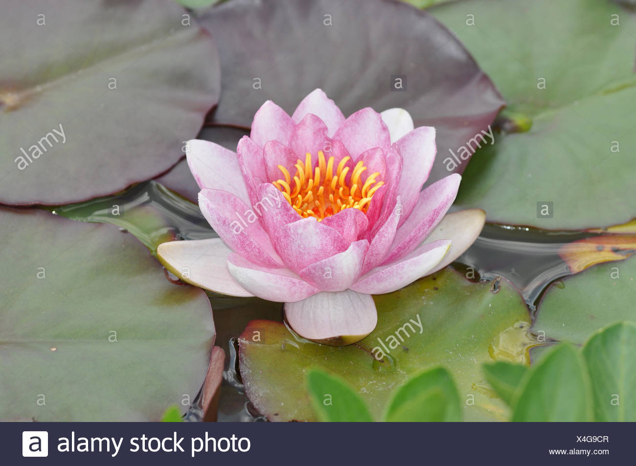 Rote Seerose Seerose Rot Rosa Nymphea Wasserpflanze