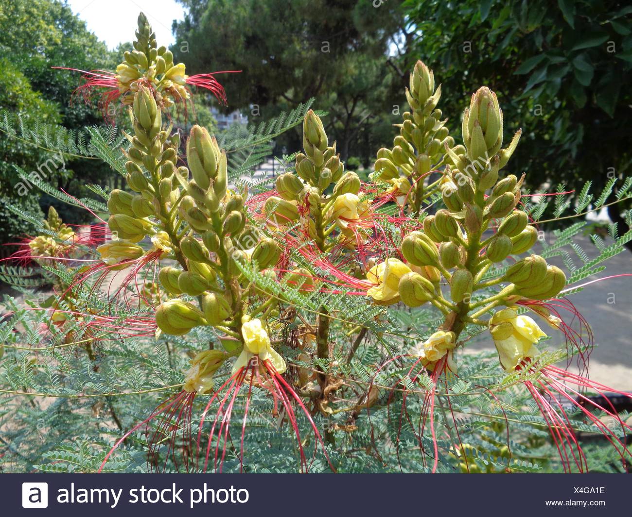 Caesalpinia Gilliesii Stock Photos Caesalpinia Gilliesii