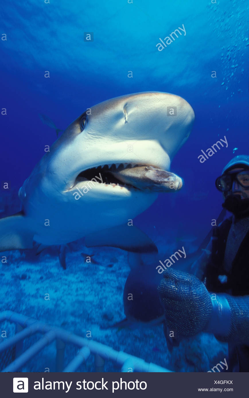 A Caribbean Reef Shark Carcharinus Perezi Takes A Piece Of Bait