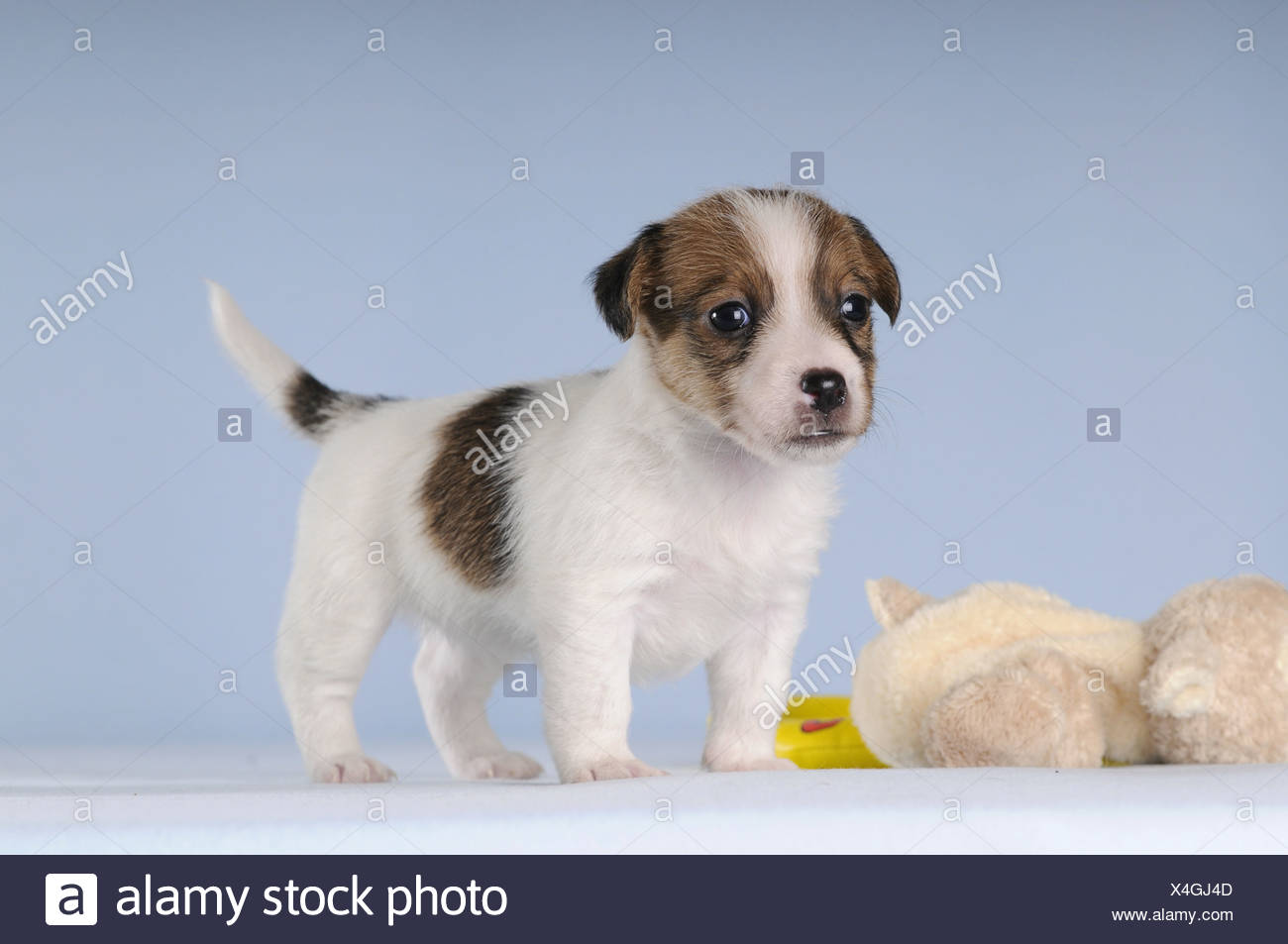 jack russell terrier plush toy