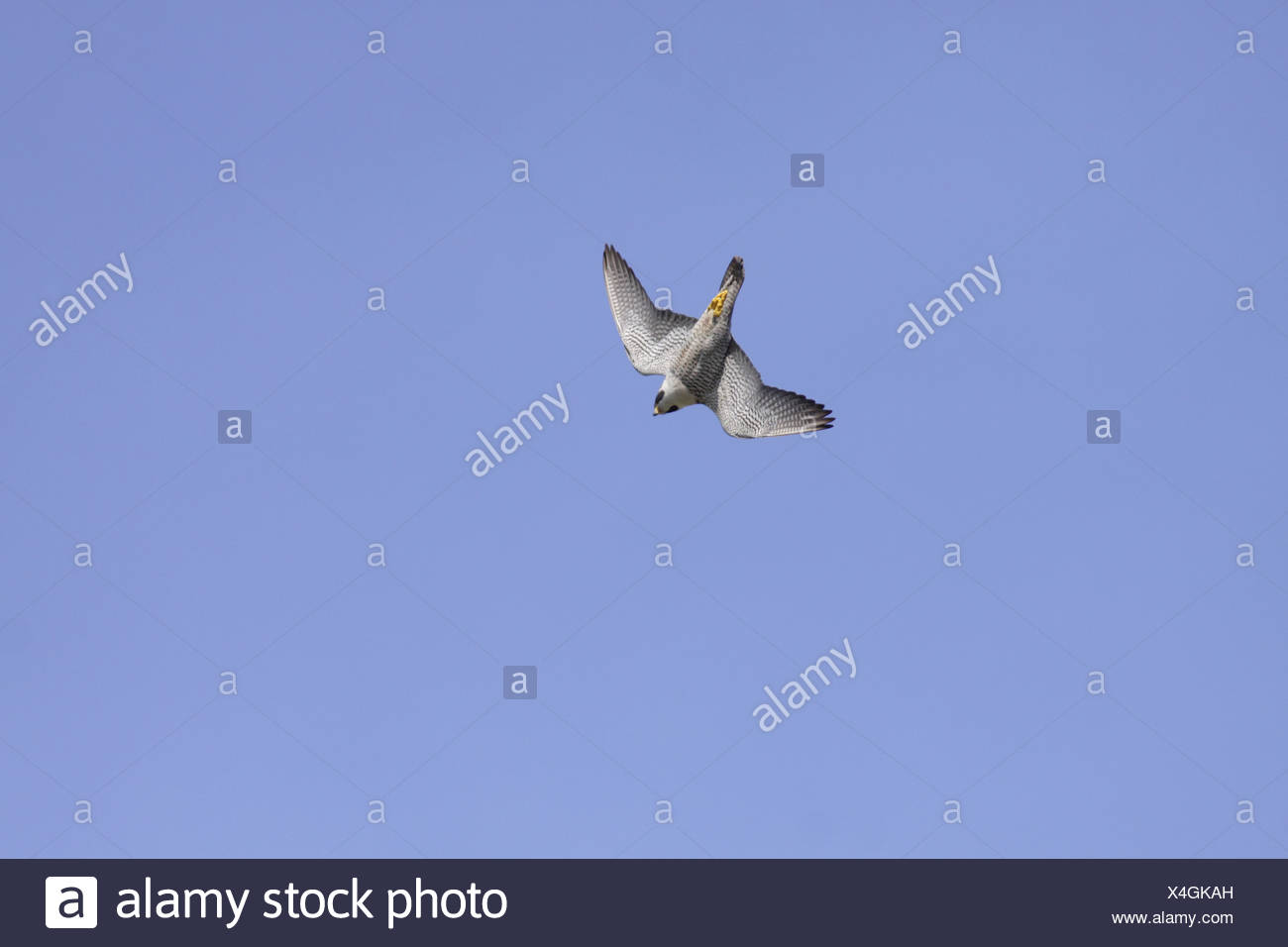 Peregrine Falcon Stoop High Resolution Stock Photography and Images Alamy