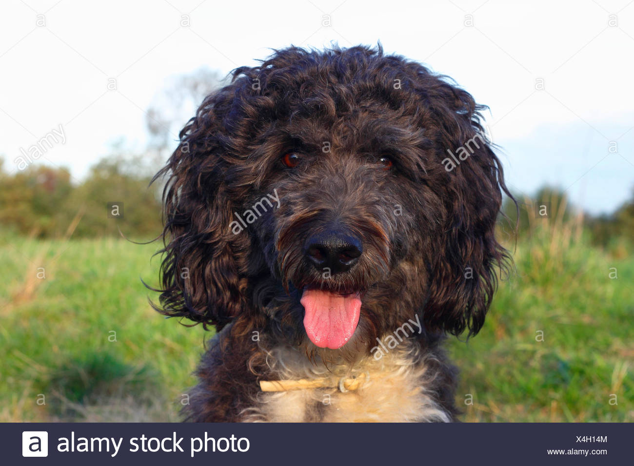Aussiedoodle Canis Lupus F Familiaris Portrait Of A Three Years Old Poodle Australian Shepherd Mixed Breed Male Dog Germany Stock Photo Alamy